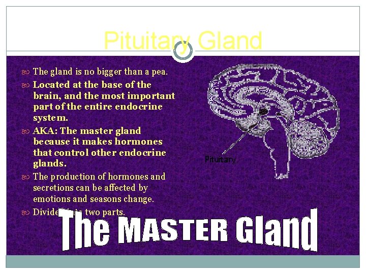 Pituitary Gland The gland is no bigger than a pea. Located at the base