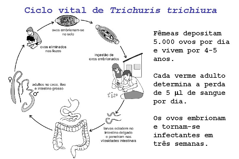 Ciclo vital de Trichuris trichiura Fêmeas depositam 5. 000 ovos por dia e vivem