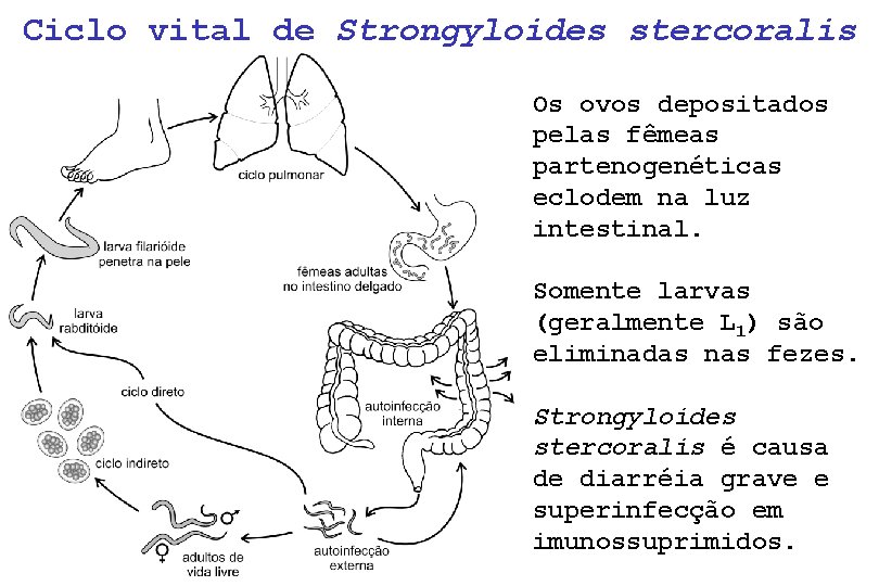 Ciclo vital de Strongyloides stercoralis Os ovos depositados pelas fêmeas partenogenéticas eclodem na luz