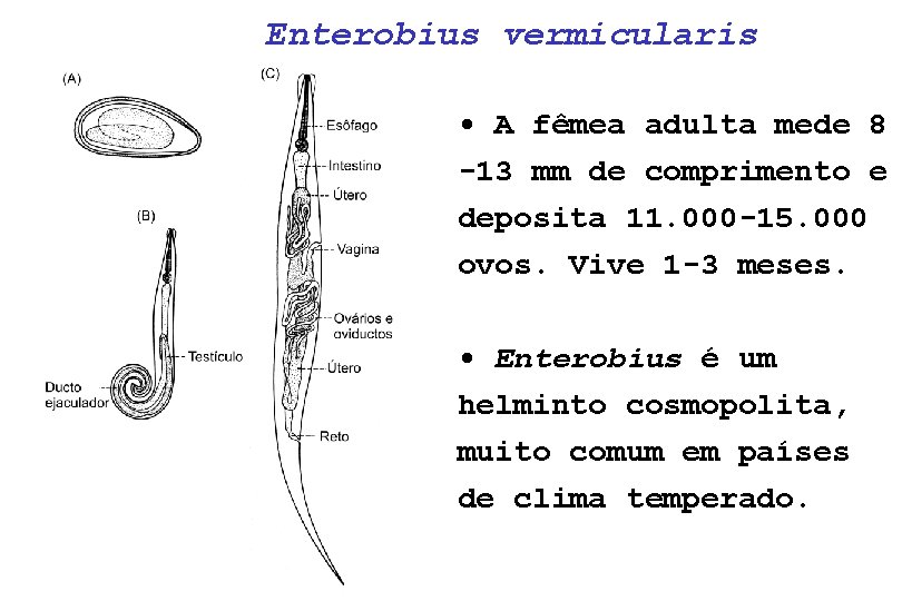 enterobius vermicularis diagnostico laboratorial)