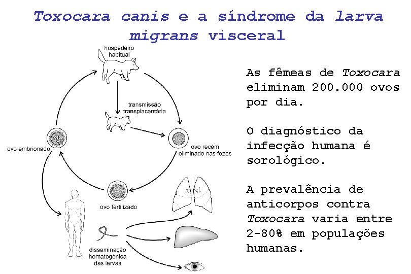 Toxocara canis e a síndrome da larva migrans visceral As fêmeas de Toxocara eliminam