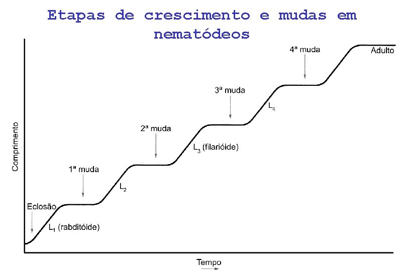 Etapas de crescimento e mudas em nematódeos 
