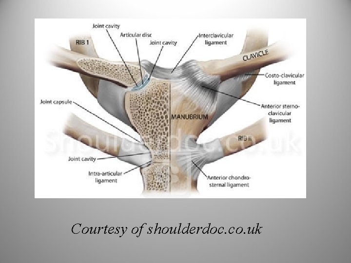 Courtesy of shoulderdoc. co. uk 