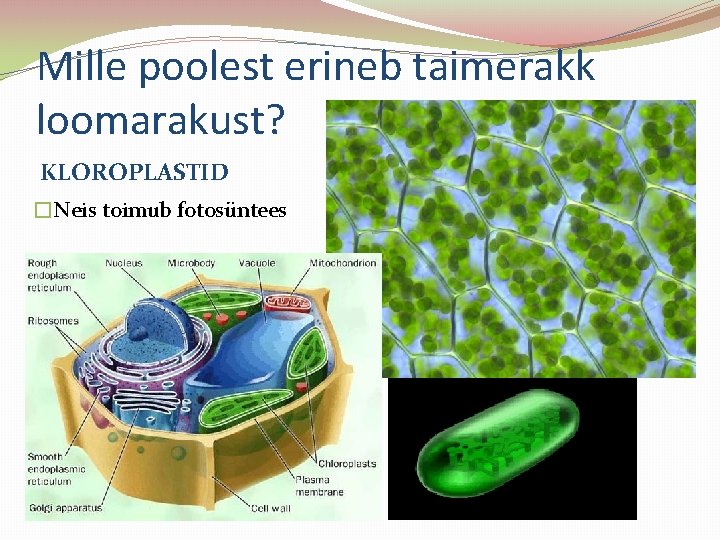 Mille poolest erineb taimerakk loomarakust? KLOROPLASTID �Neis toimub fotosüntees 