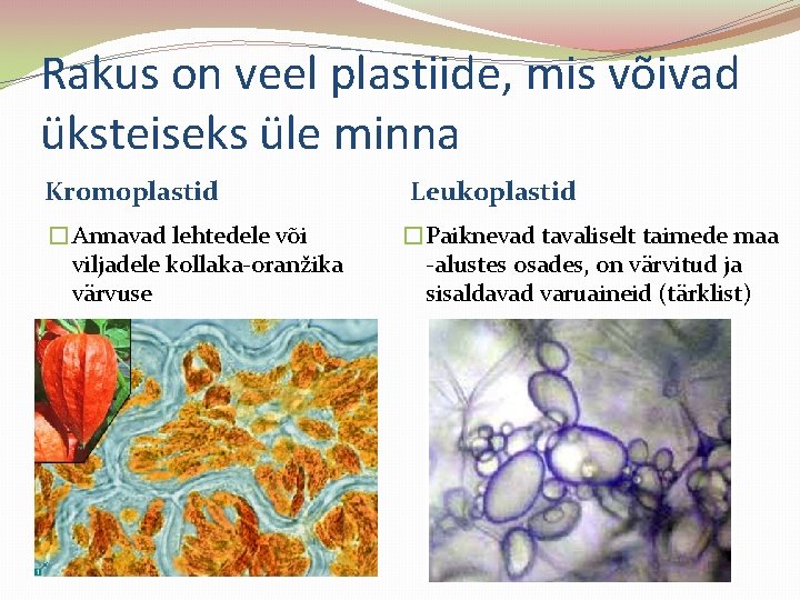 Rakus on veel plastiide, mis võivad üksteiseks üle minna Kromoplastid �Annavad lehtedele või viljadele