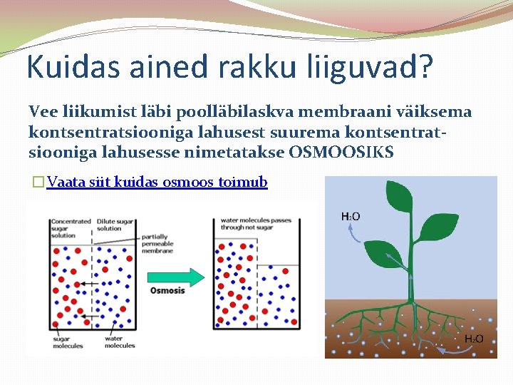Kuidas ained rakku liiguvad? Vee liikumist läbi poolläbilaskva membraani väiksema kontsentratsiooniga lahusest suurema kontsentratsiooniga