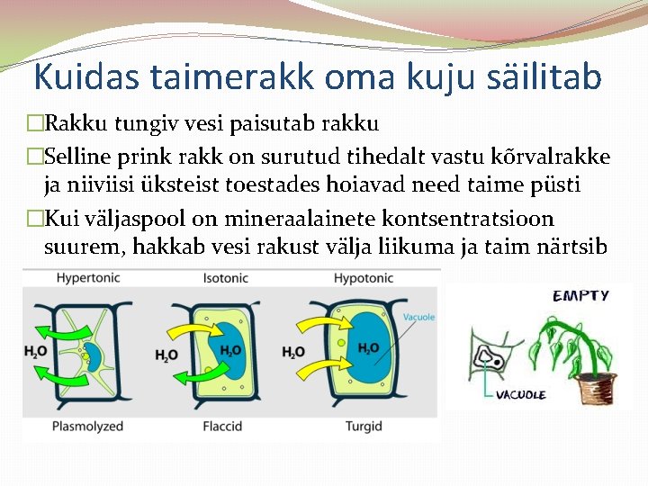 Kuidas taimerakk oma kuju säilitab �Rakku tungiv vesi paisutab rakku �Selline prink rakk on