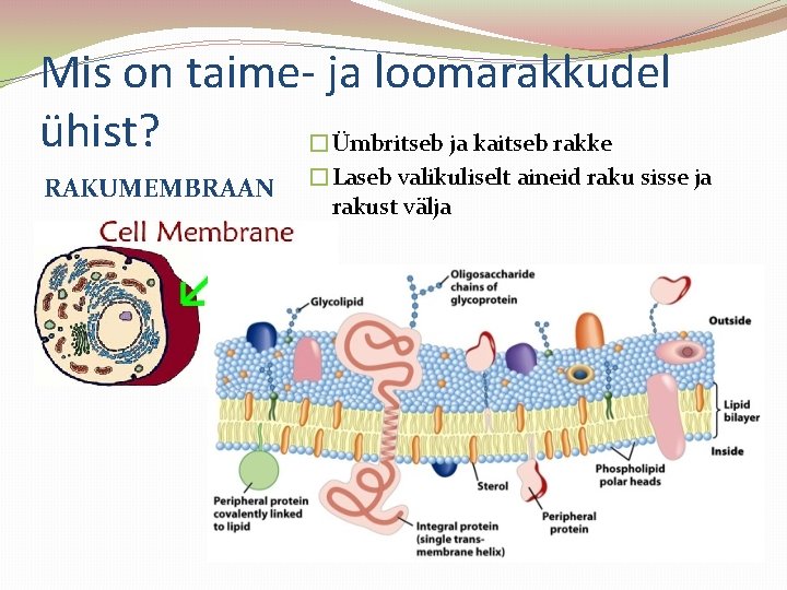 Mis on taime- ja loomarakkudel ühist? �Ümbritseb ja kaitseb rakke RAKUMEMBRAAN �Laseb valikuliselt aineid