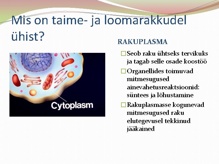 Mis on taime- ja loomarakkudel ühist? RAKUPLASMA �Seob raku ühtseks tervikuks ja tagab selle