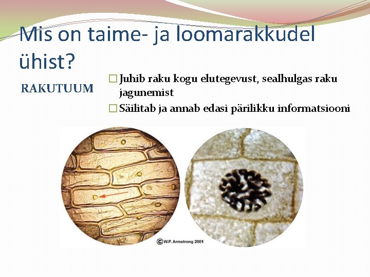 Mis on taime- ja loomarakkudel ühist? RAKUTUUM �Juhib raku kogu elutegevust, sealhulgas raku jagunemist