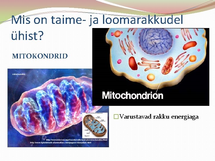 Mis on taime- ja loomarakkudel ühist? MITOKONDRID �Varustavad rakku energiaga 