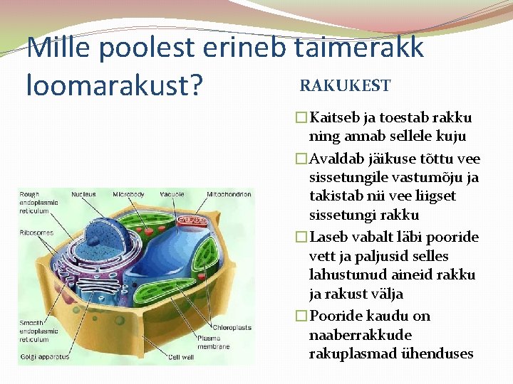 Mille poolest erineb taimerakk RAKUKEST loomarakust? �Kaitseb ja toestab rakku ning annab sellele kuju