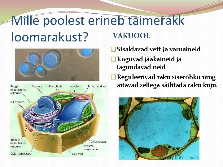 Mille poolest erineb taimerakk VAKUOOL loomarakust? �Sisaldavad vett ja varuaineid �Koguvad jääkaineid ja lagundavad