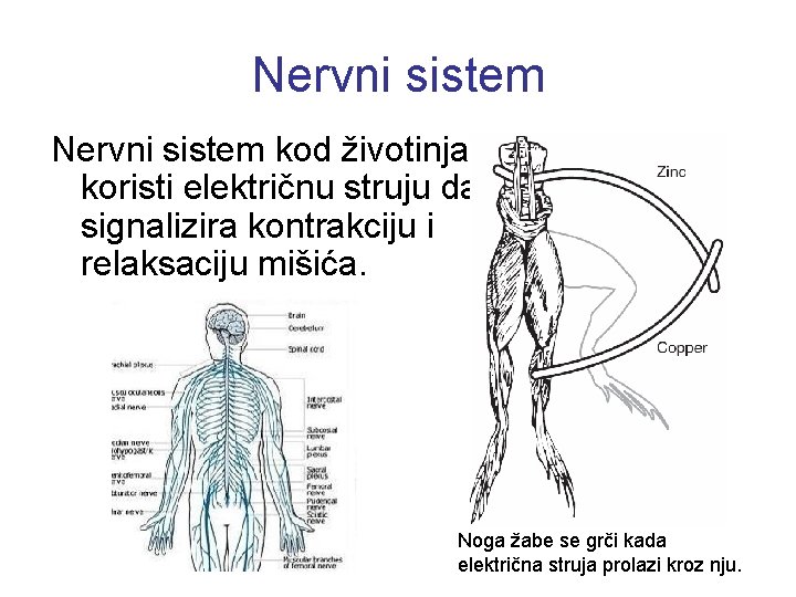 Nervni sistem kod životinja koristi električnu struju da signalizira kontrakciju i relaksaciju mišića. Noga