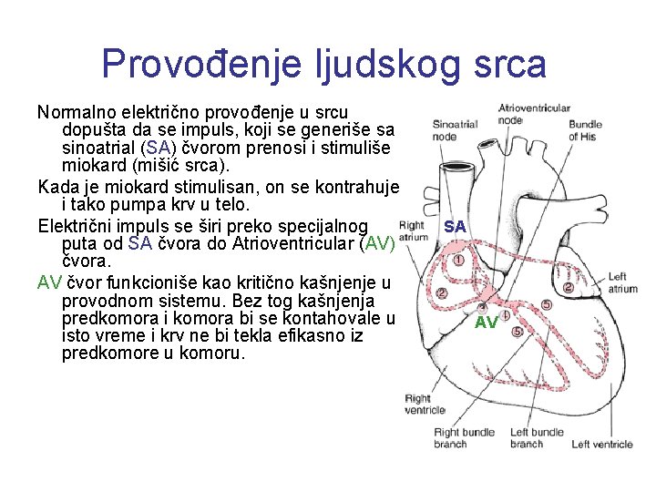 Provođenje ljudskog srca Normalno električno provođenje u srcu dopušta da se impuls, koji se