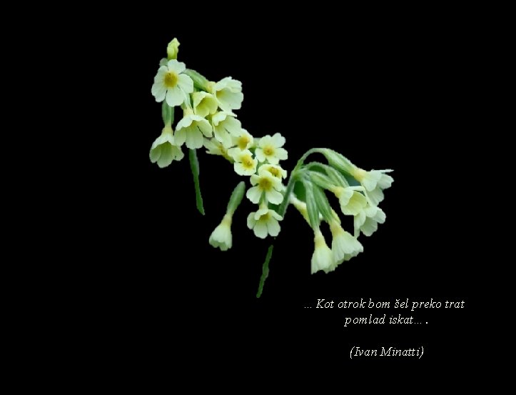 …Kot otrok bom šel preko trat pomlad iskat…. (Ivan Minatti) 