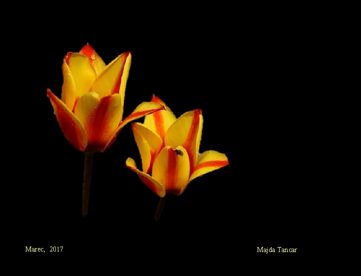 Marec, 2017 Majda Tancar 