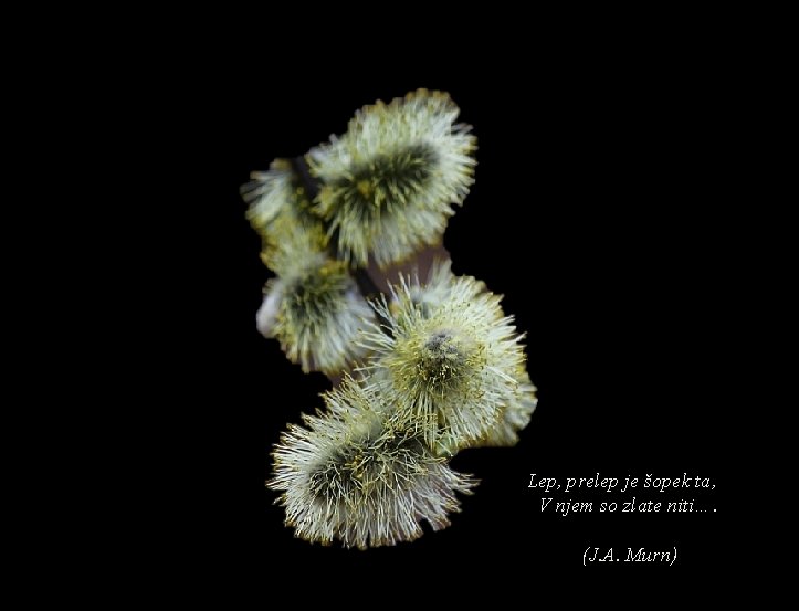Lep, prelep je šopek ta, V njem so zlate niti…. (J. A. Murn) 