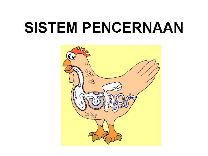 SISTEM PENCERNAAN SISTEM PENCERNAAN