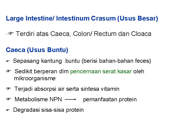 Large Intestine/ Intestinum Crasum (Usus Besar) · Terdiri atas Caeca, Colon/ Rectum dan Cloaca Large Intestine/ Intestinum Crasum (Usus Besar) · Terdiri atas Caeca, Colon/ Rectum dan Cloaca