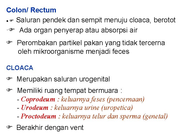 Colon/ Rectum · Saluran pendek dan sempit menuju cloaca, berotot · Ada organ penyerap