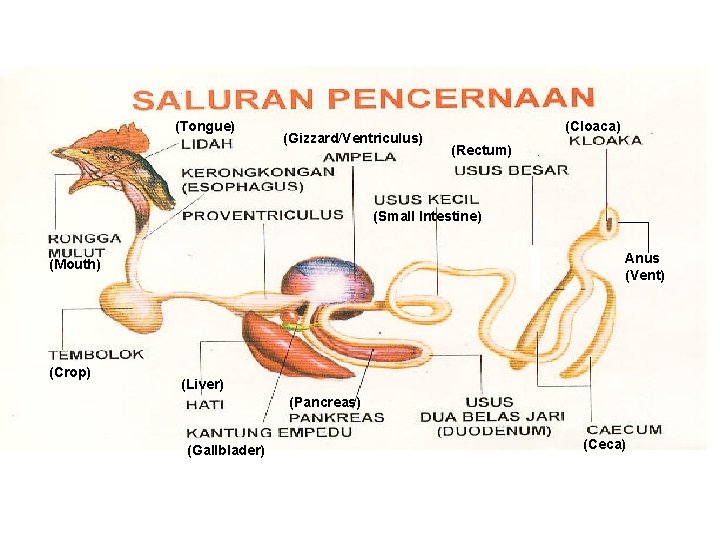 (Tongue) (Gizzard/Ventriculus) (Cloaca) (Rectum) (Small Intestine) Anus (Vent) (Mouth) (Crop) (Liver) (Pancreas) (Gallblader) (Ceca)