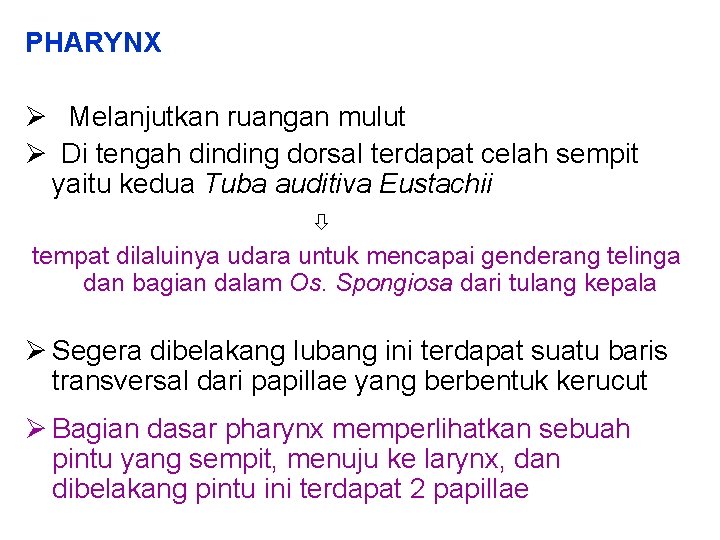 PHARYNX Melanjutkan ruangan mulut Di tengah dinding dorsal terdapat celah sempit yaitu kedua Tuba