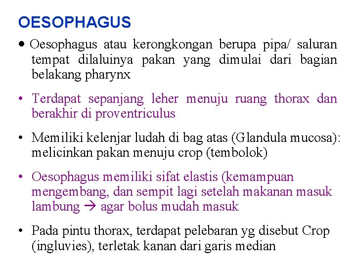 OESOPHAGUS · Oesophagus atau kerongkongan berupa pipa/ saluran tempat dilaluinya pakan yang dimulai dari