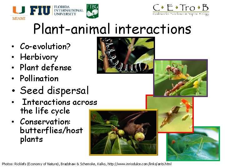 Plant-animal interactions • • Co-evolution? Herbivory Plant defense Pollination • Seed dispersal • Interactions