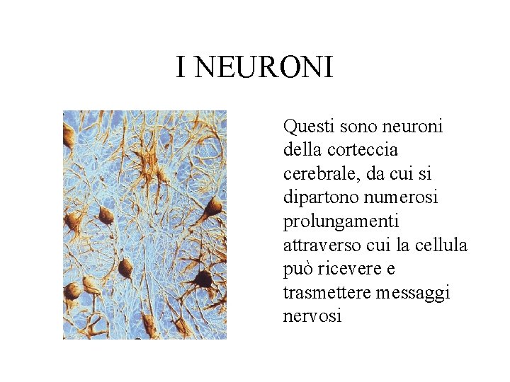 I NEURONI Questi sono neuroni della corteccia cerebrale, da cui si dipartono numerosi prolungamenti
