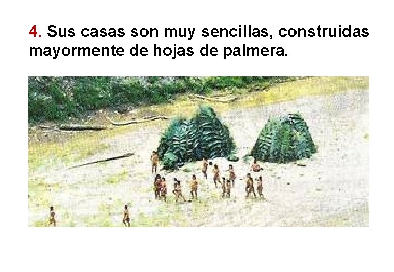4. Sus casas son muy sencillas, construidas mayormente de hojas de palmera. 4. Sus casas son muy sencillas, construidas mayormente de hojas de palmera.