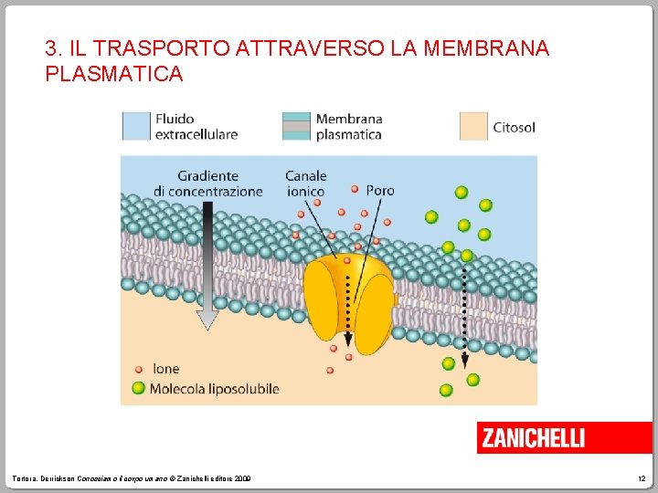 3. IL TRASPORTO ATTRAVERSO LA MEMBRANA PLASMATICA Tortora, Derrickson Conosciamo il corpo umano ©