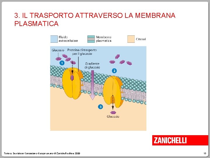 3. IL TRASPORTO ATTRAVERSO LA MEMBRANA PLASMATICA Tortora, Derrickson Conosciamo il corpo umano ©