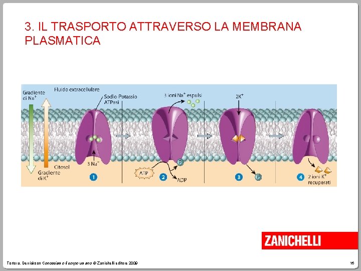 3. IL TRASPORTO ATTRAVERSO LA MEMBRANA PLASMATICA Tortora, Derrickson Conosciamo il corpo umano ©