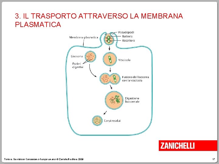 3. IL TRASPORTO ATTRAVERSO LA MEMBRANA PLASMATICA Tortora, Derrickson Conosciamo il corpo umano ©