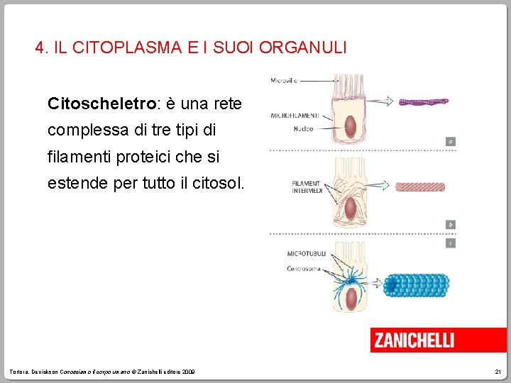 4. IL CITOPLASMA E I SUOI ORGANULI Citoscheletro: è una rete complessa di tre