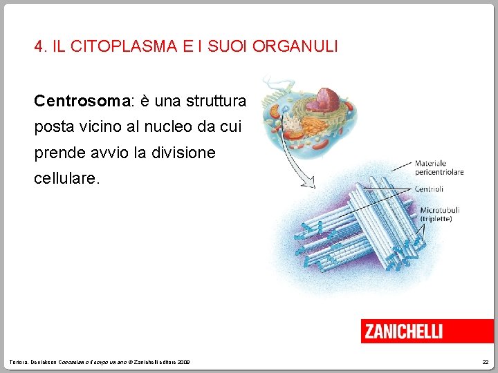 4. IL CITOPLASMA E I SUOI ORGANULI Centrosoma: è una struttura posta vicino al