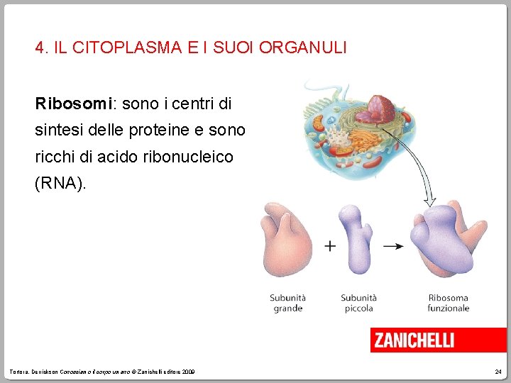 4. IL CITOPLASMA E I SUOI ORGANULI Ribosomi: sono i centri di sintesi delle