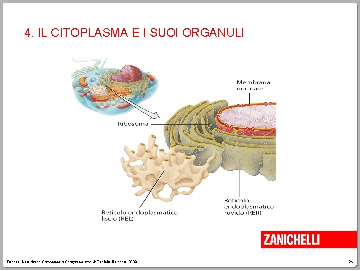 4. IL CITOPLASMA E I SUOI ORGANULI Tortora, Derrickson Conosciamo il corpo umano ©