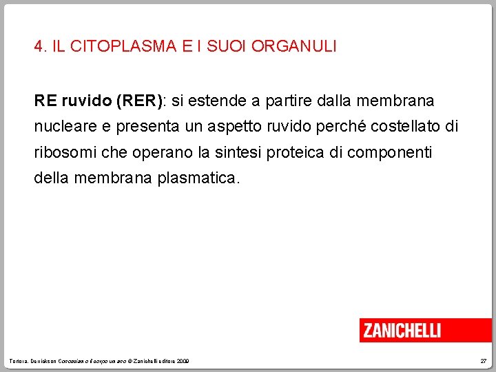 4. IL CITOPLASMA E I SUOI ORGANULI RE ruvido (RER): si estende a partire