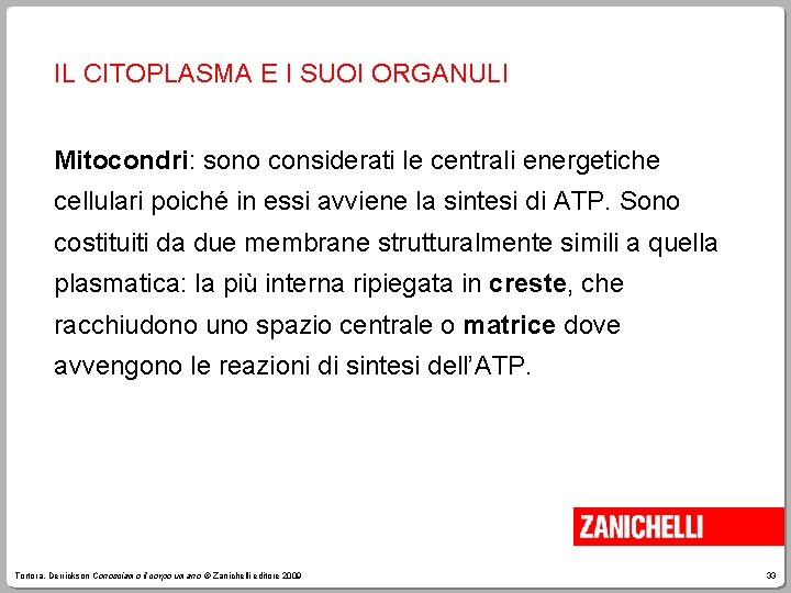 IL CITOPLASMA E I SUOI ORGANULI Mitocondri: sono considerati le centrali energetiche cellulari poiché