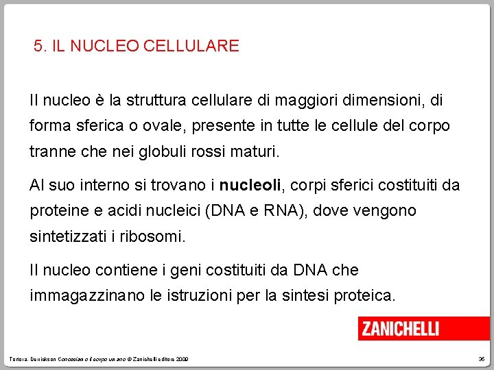 5. IL NUCLEO CELLULARE Il nucleo è la struttura cellulare di maggiori dimensioni, di