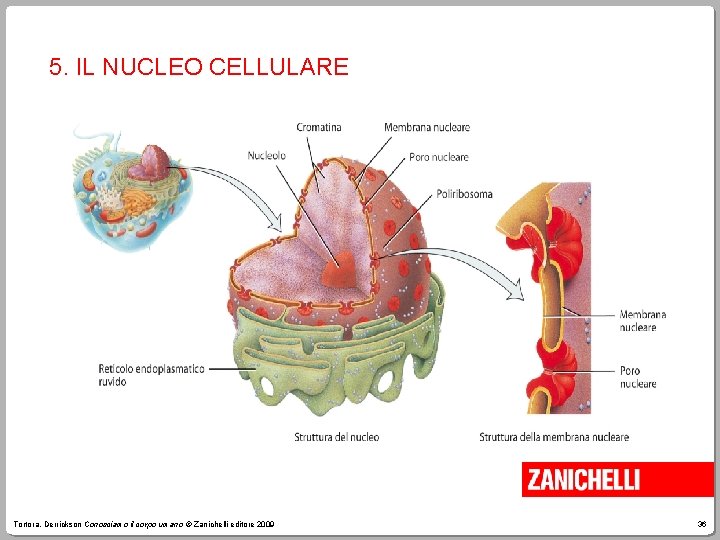 5. IL NUCLEO CELLULARE Tortora, Derrickson Conosciamo il corpo umano © Zanichelli editore 2009