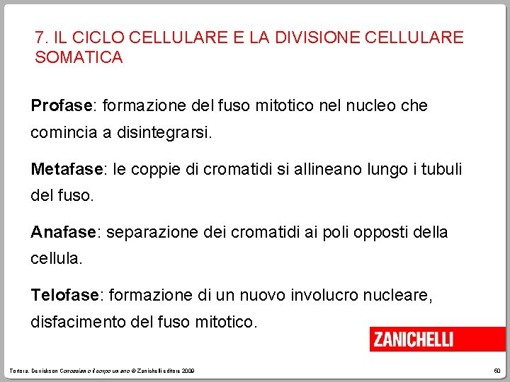 7. IL CICLO CELLULARE E LA DIVISIONE CELLULARE SOMATICA Profase: formazione del fuso mitotico