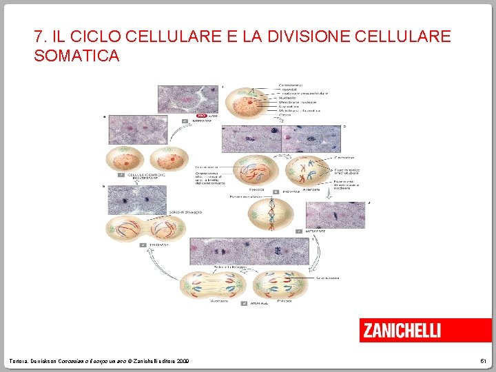7. IL CICLO CELLULARE E LA DIVISIONE CELLULARE SOMATICA Tortora, Derrickson Conosciamo il corpo