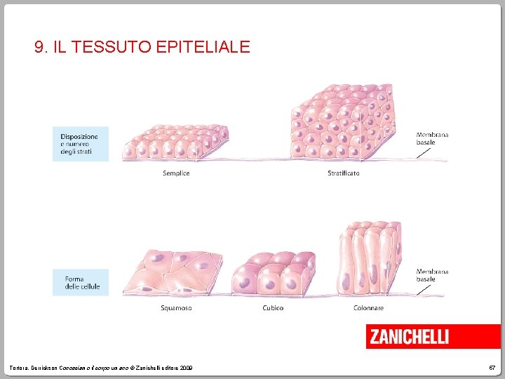 9. IL TESSUTO EPITELIALE Tortora, Derrickson Conosciamo il corpo umano © Zanichelli editore 2009