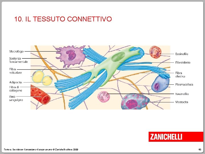 10. IL TESSUTO CONNETTIVO Tortora, Derrickson Conosciamo il corpo umano © Zanichelli editore 2009