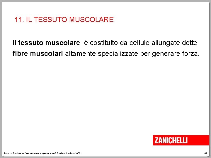 11. IL TESSUTO MUSCOLARE Il tessuto muscolare è costituito da cellule allungate dette fibre