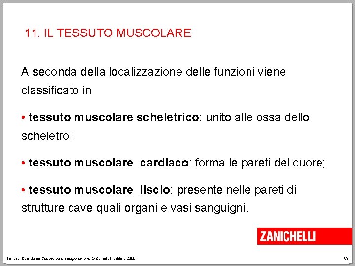 11. IL TESSUTO MUSCOLARE A seconda della localizzazione delle funzioni viene classificato in •