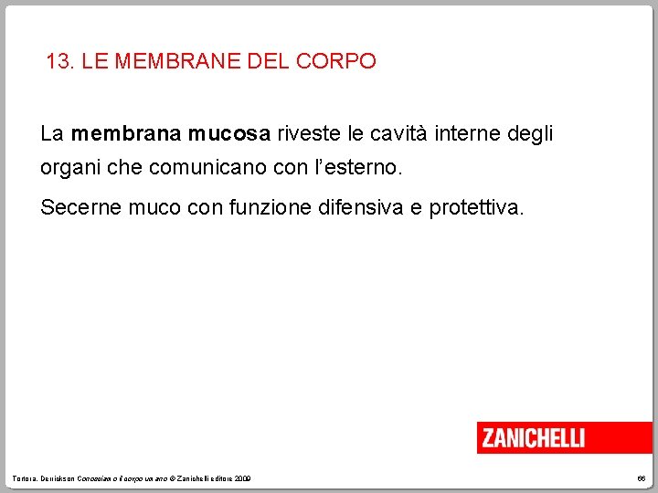 13. LE MEMBRANE DEL CORPO La membrana mucosa riveste le cavità interne degli organi